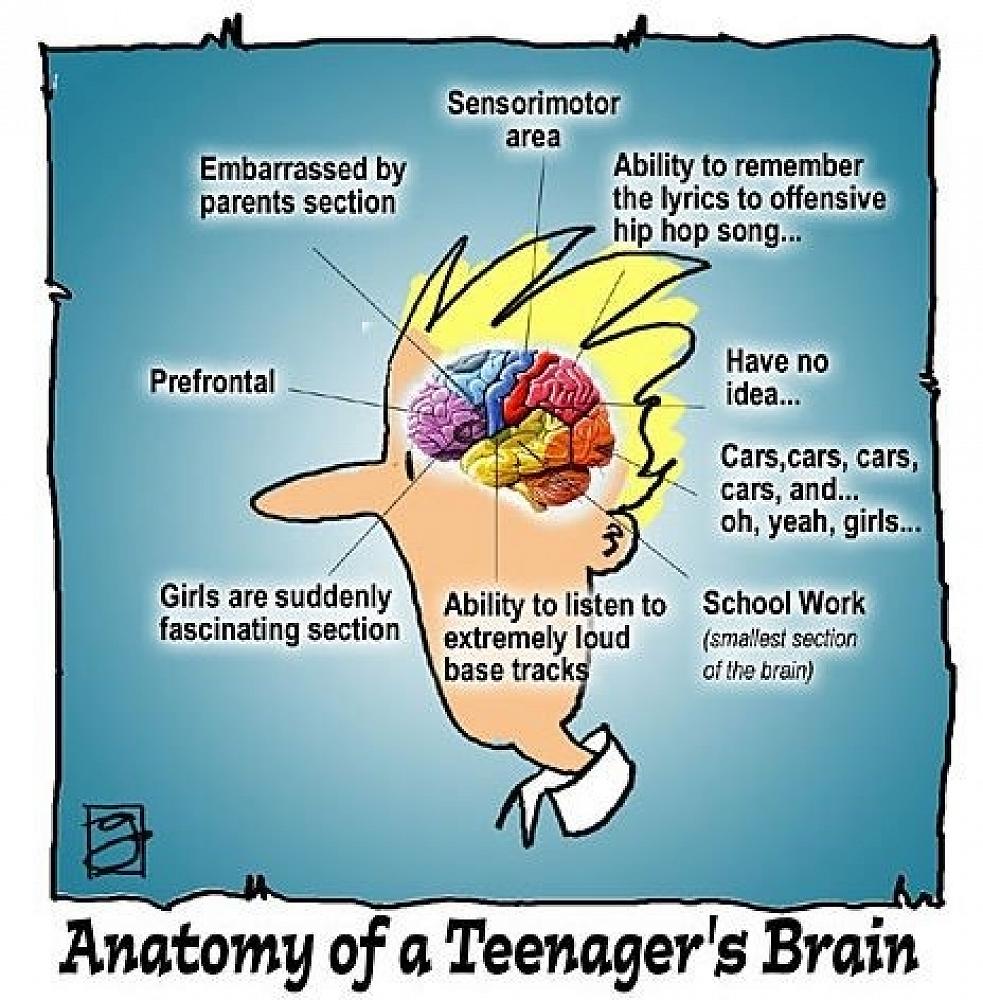 adolescence and the brain – Caronleid